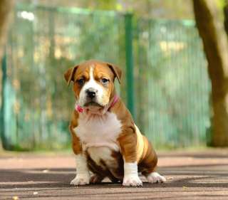 Шикарная рыжая сука аст 3 месяца ркф