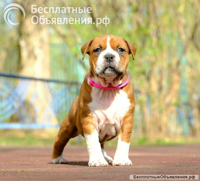 Шикарная рыжая сука аст 3 месяца ркф