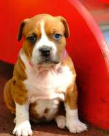 Шикарная рыжая сука аст 3 месяца ркф