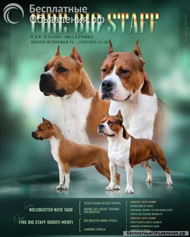 Шикарная рыжая сука аст 3 месяца ркф