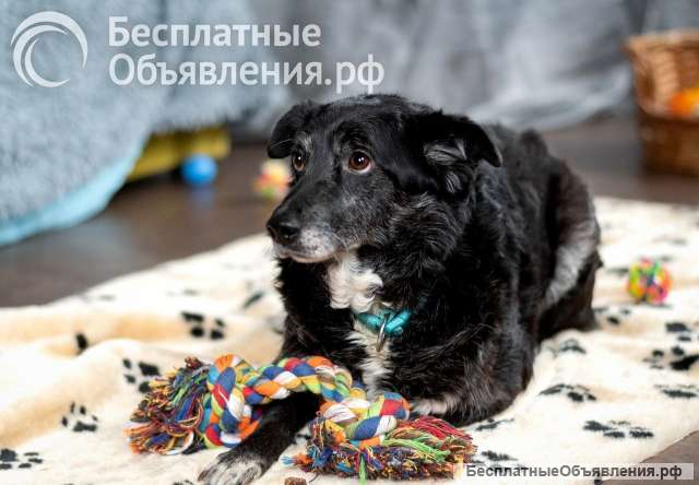 Пушистый Дедуля мечтает стать домашним