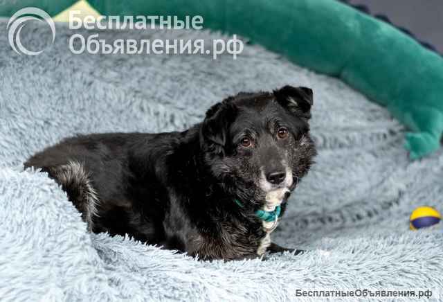Пушистый Дедуля мечтает стать домашним