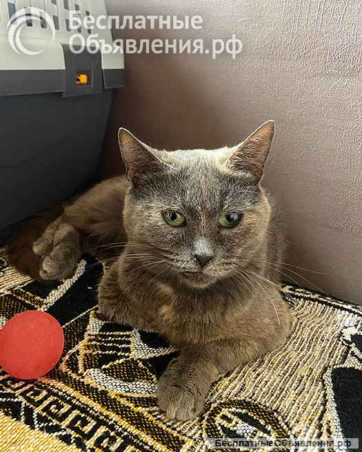 Невероятно ласковая кошечка Гайка, метис Русской голубой в дар