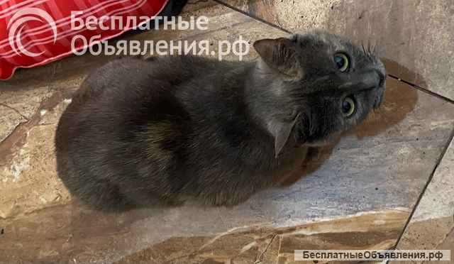 Невероятно ласковая кошечка Гайка, метис Русской голубой в дар