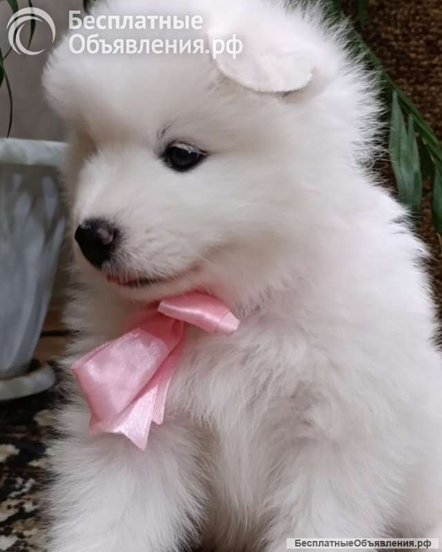 Чистопородные самоеды от чемпионов