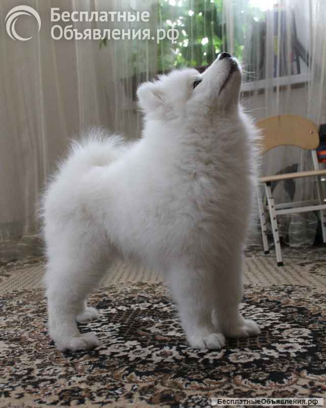 Чистопородные самоеды от чемпионов