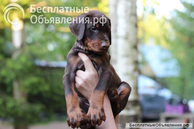 Отличные щенки добермана