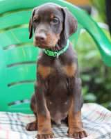 Отличные щенки добермана