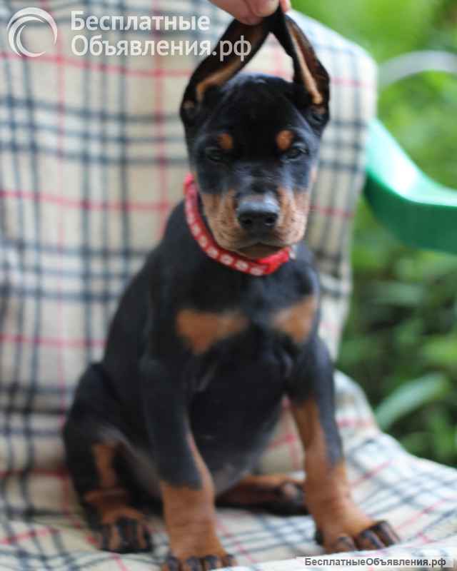 Отличные щенки добермана