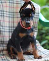 Отличные щенки добермана