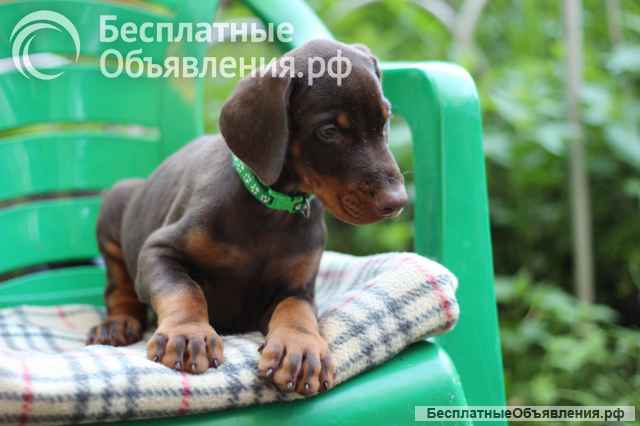 Отличные щенки добермана