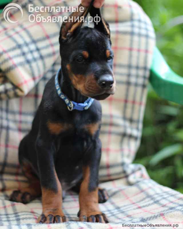 Отличные щенки добермана