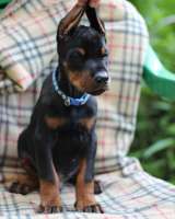 Отличные щенки добермана