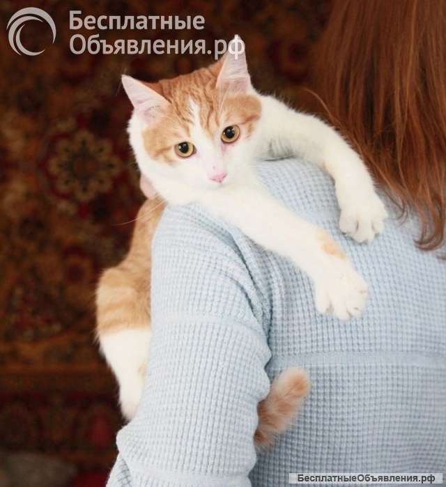 Персиковый красавец Метти, молодой домашний котик в добрые руки