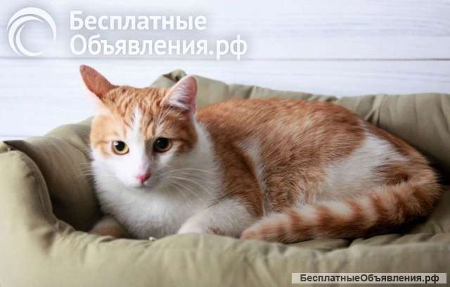 Персиковый красавец Метти, молодой домашний котик в добрые руки