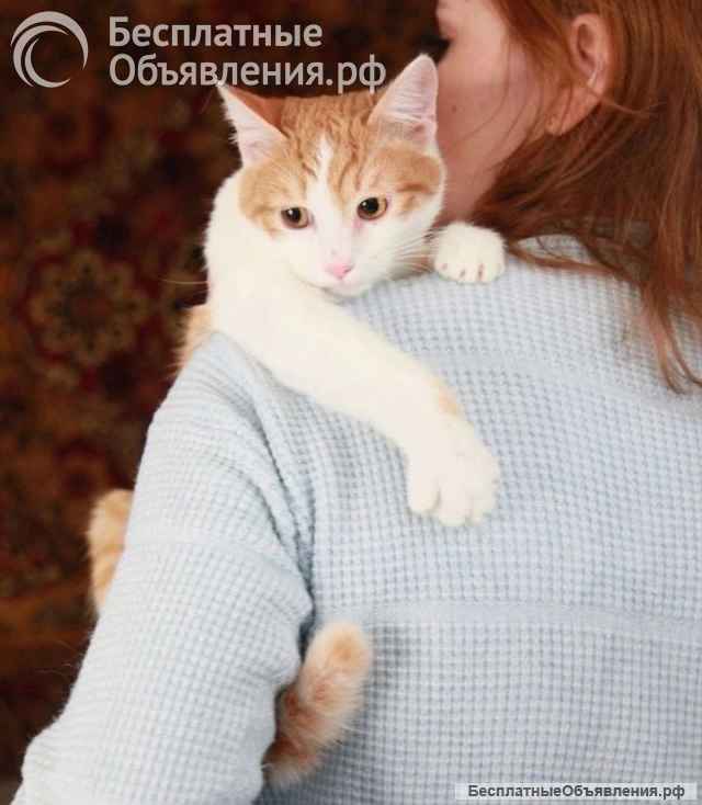 Персиковый красавец Метти, молодой домашний котик в добрые руки