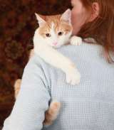 Персиковый красавец Метти, молодой домашний котик в добрые руки