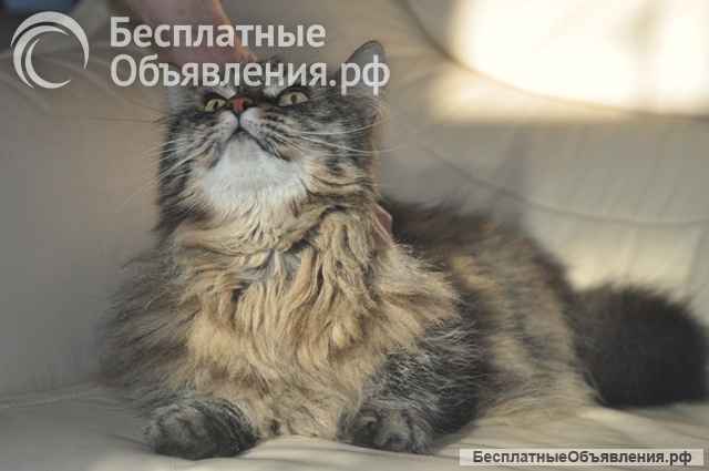 Умнейший котик мейн-кун Боня, любимец умершей хозяйки ищет дом