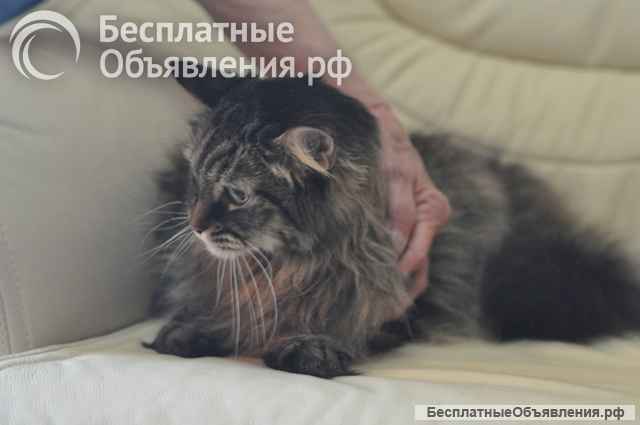 Умнейший котик мейн-кун Боня, любимец умершей хозяйки ищет дом