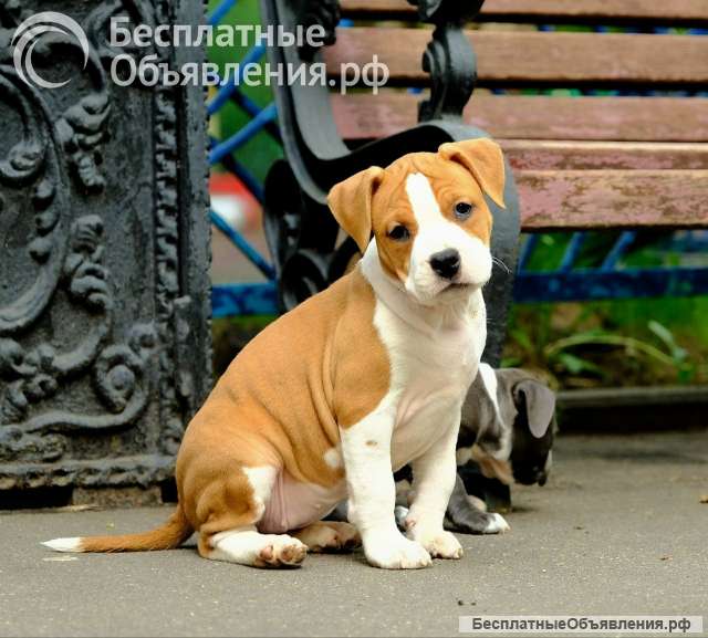 Шикарная рыжая сука Амстаффтерьера ркф