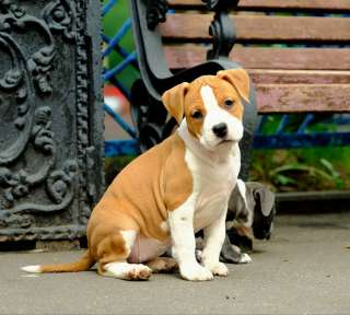 Шикарная рыжая сука Амстаффтерьера ркф