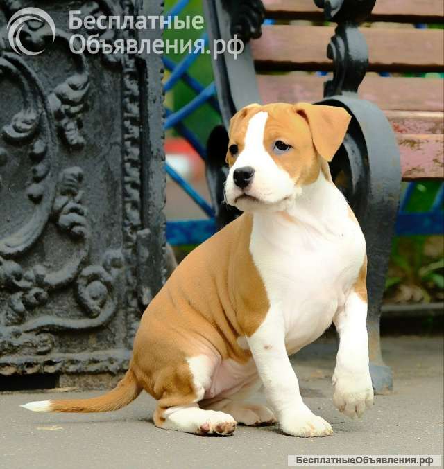 Шикарная рыжая сука Амстаффтерьера ркф