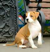 Шикарная рыжая сука Амстаффтерьера ркф