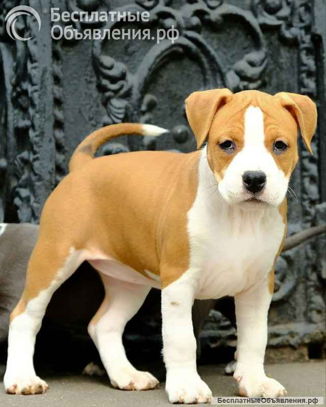 Шикарная рыжая сука Амстаффтерьера ркф