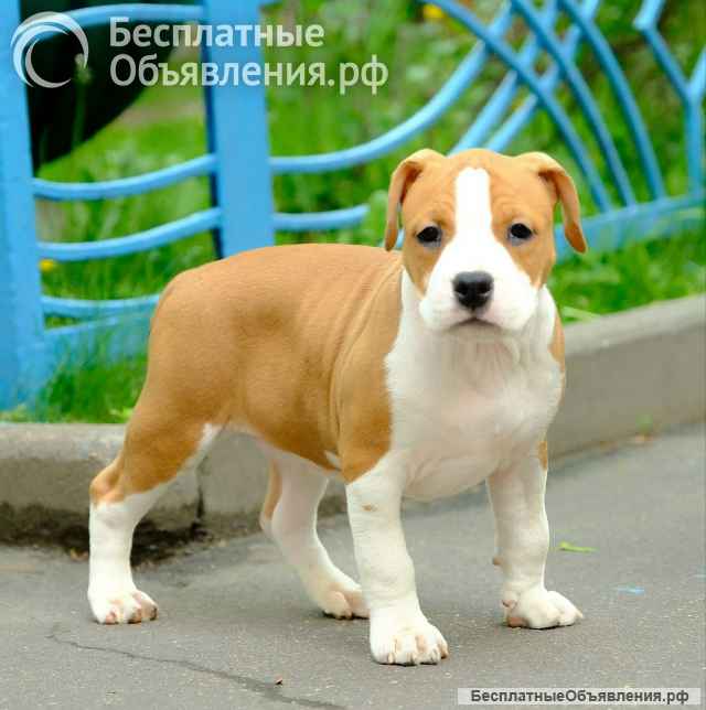 Шикарная рыжая сука Амстаффтерьера ркф