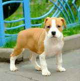 Шикарная рыжая сука Амстаффтерьера ркф