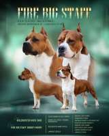 Шикарная рыжая сука Амстаффтерьера ркф