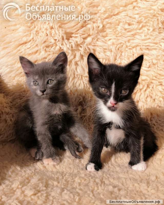 Котята. Дата рожд.: 27 апреля 2025 г.