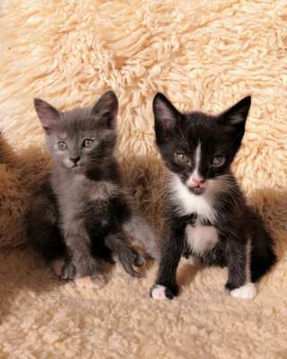 Котята. Дата рожд.: 27 апреля 2025 г.