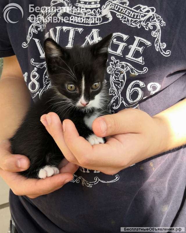 Котята. Дата рожд.: 27 апреля 2025 г.