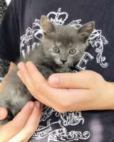 Котята. Дата рожд.: 27 апреля 2025 г.