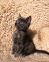 Котята. Дата рожд.: 27 апреля 2025 г.