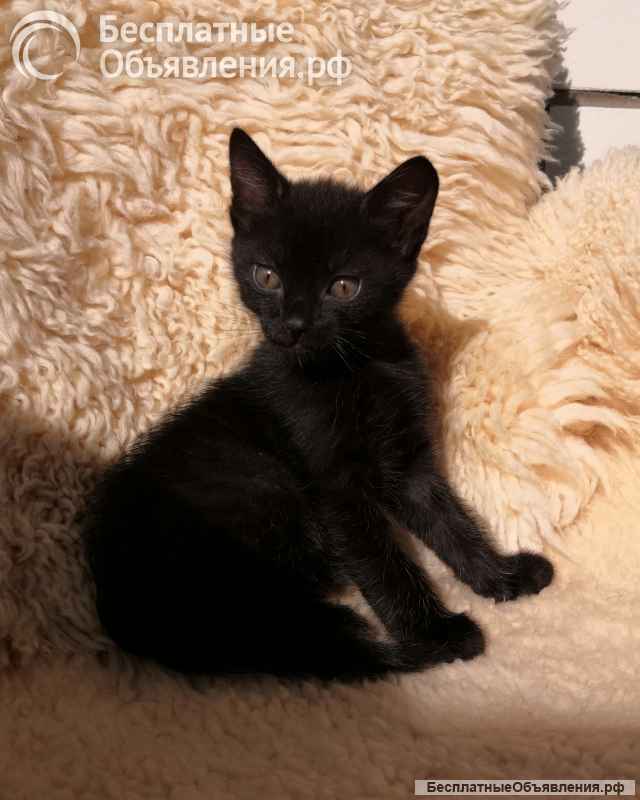 Котята. Дата рожд.: 27 апреля 2025 г.