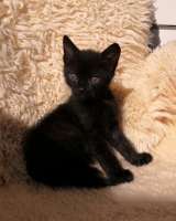 Котята. Дата рожд.: 27 апреля 2025 г.