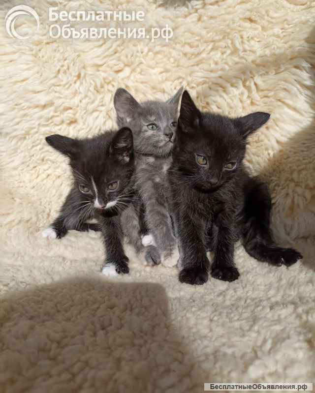 Котята. Дата рожд.: 27 апреля 2025 г.