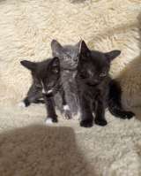 Котята. Дата рожд.: 27 апреля 2025 г.