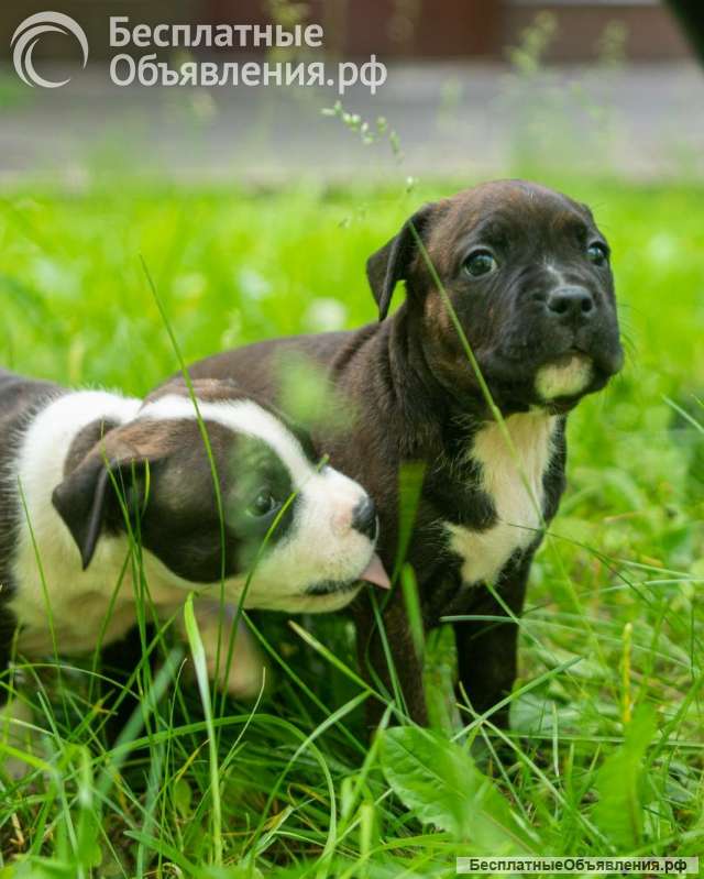 Милые тигровые и черные малыши Амстаффтерьера