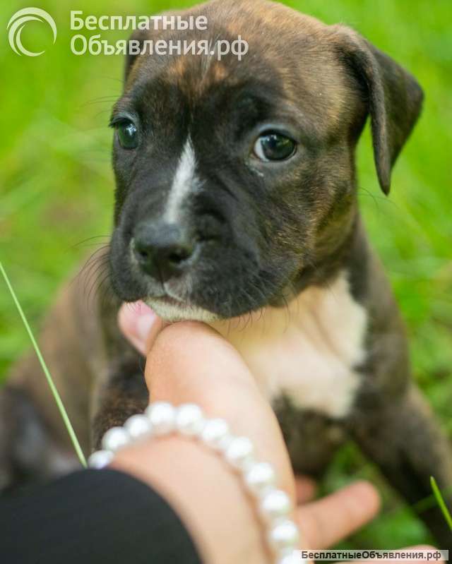 Милые тигровые и черные малыши Амстаффтерьера