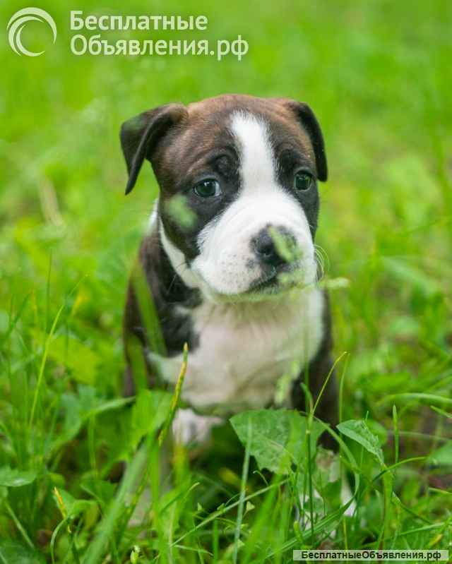 Милые тигровые и черные малыши Амстаффтерьера