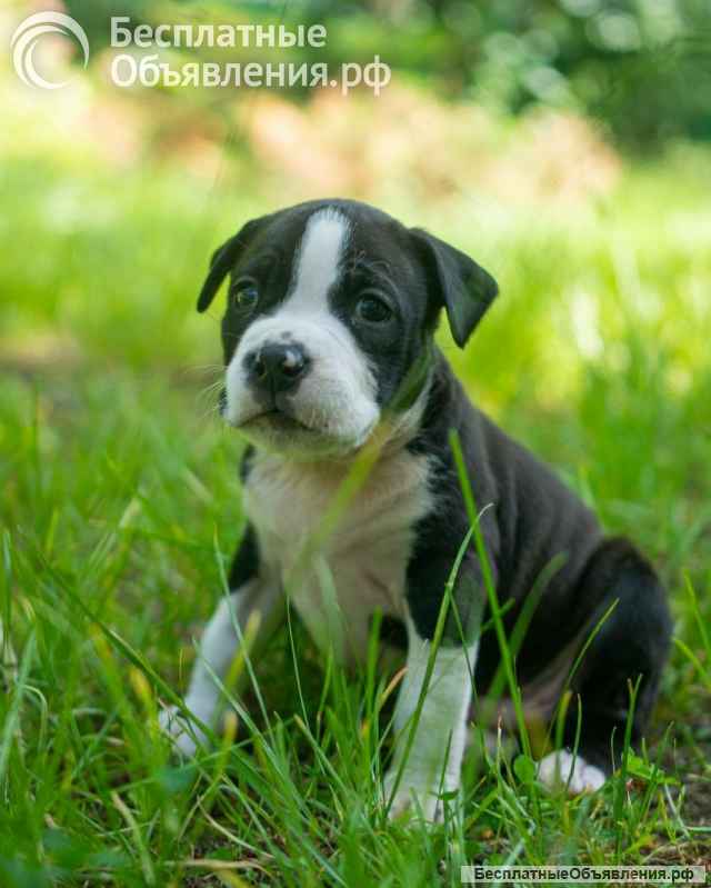 Милые тигровые и черные малыши Амстаффтерьера