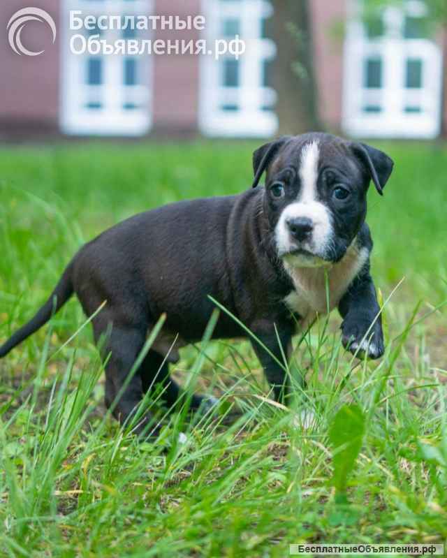 Милые тигровые и черные малыши Амстаффтерьера