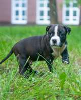 Милые тигровые и черные малыши Амстаффтерьера