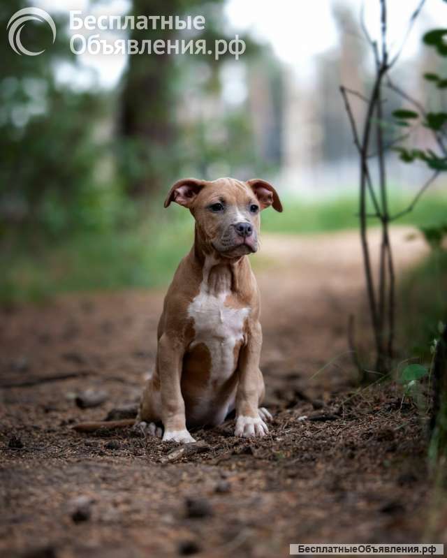 Красивые щенки Амстаффтерьера ркф