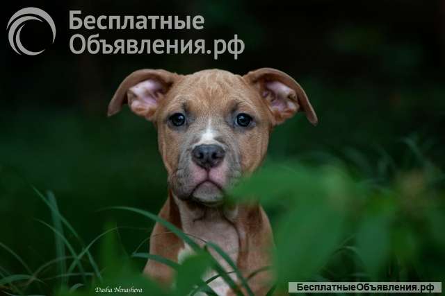 Красивые щенки Амстаффтерьера ркф