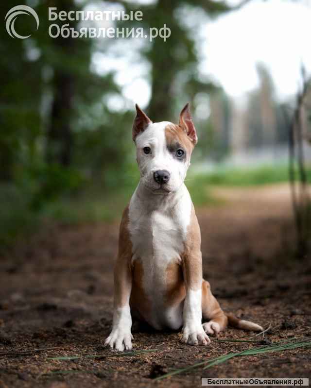 Красивые щенки Амстаффтерьера ркф