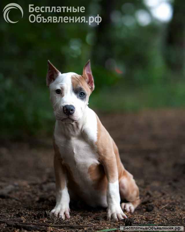 Красивые щенки Амстаффтерьера ркф